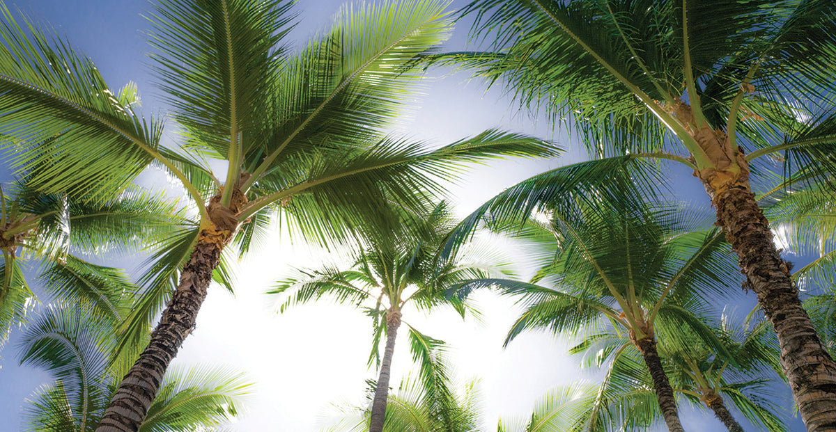 Oahu Palms