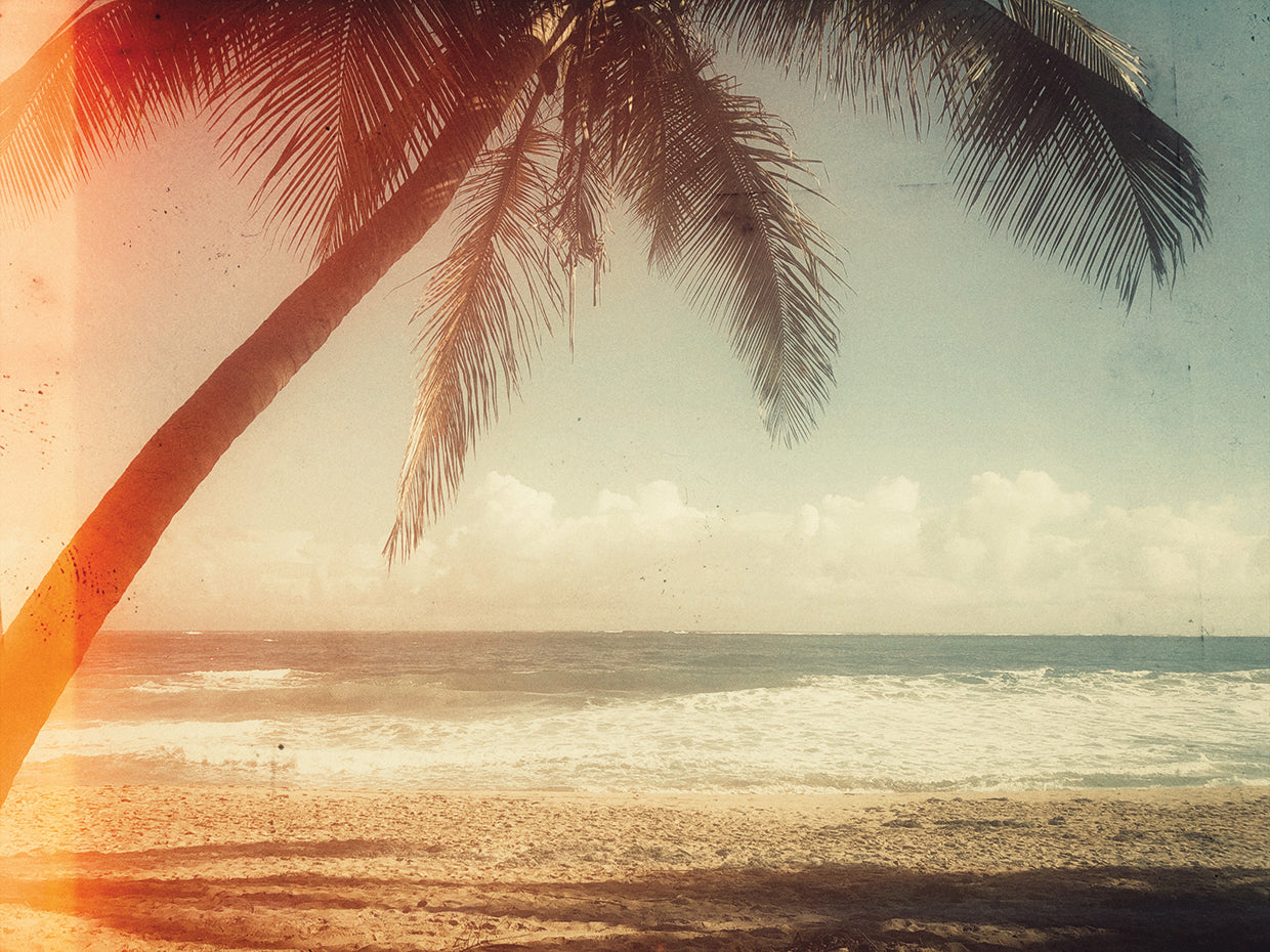 Single Palm