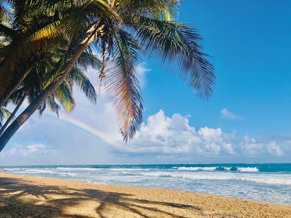 Under the Palms