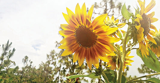 Summer Sunflower I