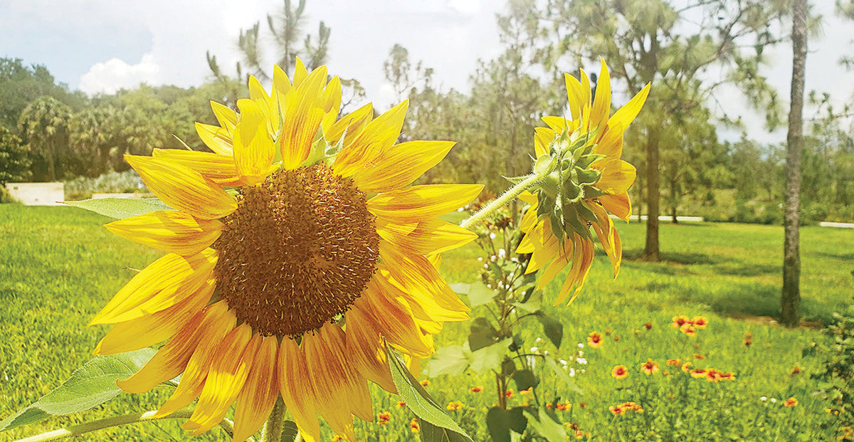 Summer Sunflower II