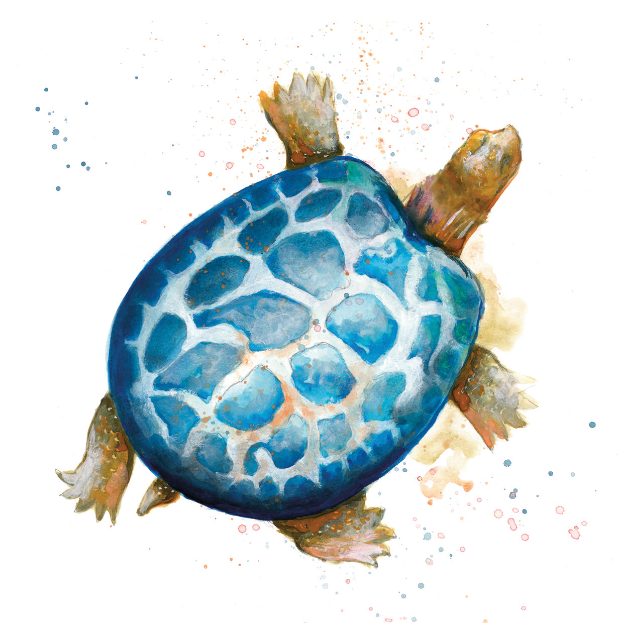 Plaza Tortuga Azul Lienzo