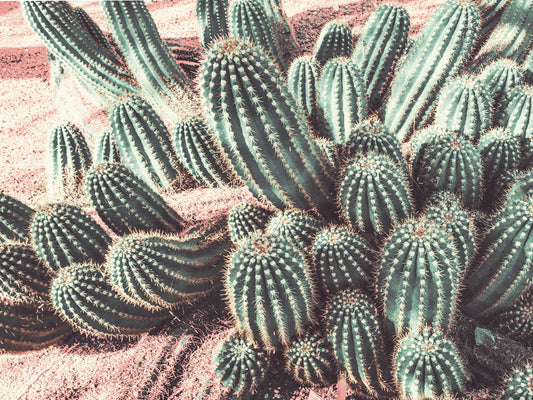 Cactus Muted Burst Canvas Art