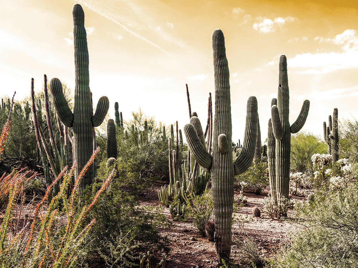 Cactus Field Under Golden Skies