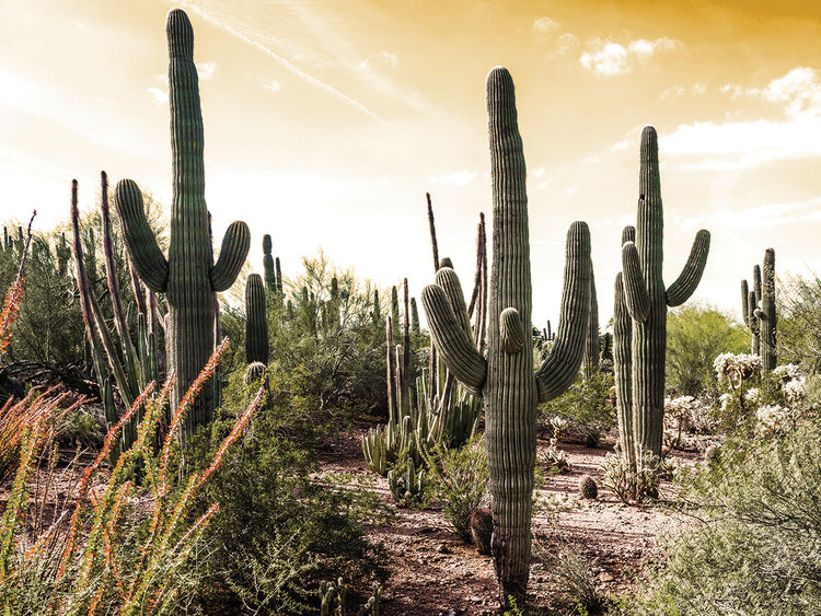 Cactus Field Under Golden Skies