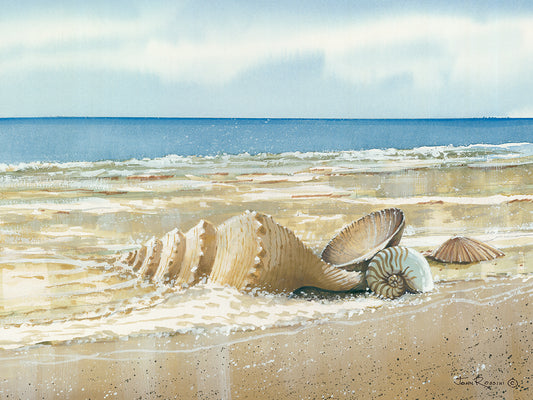 Seashells Canvas Art