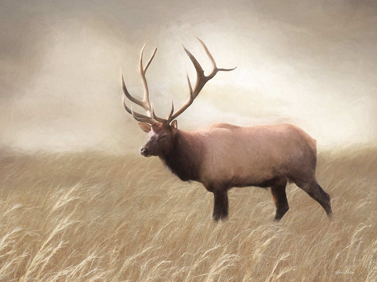 Elk in the Field