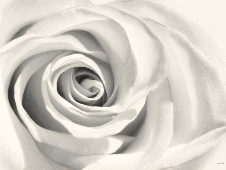 Arte de la lona de la rosa II