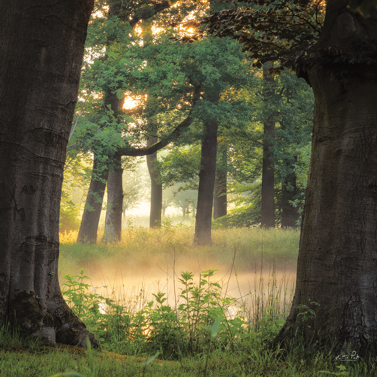 Tree Frame