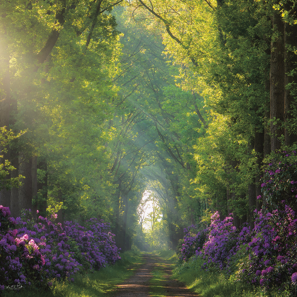 Morning in the Forest