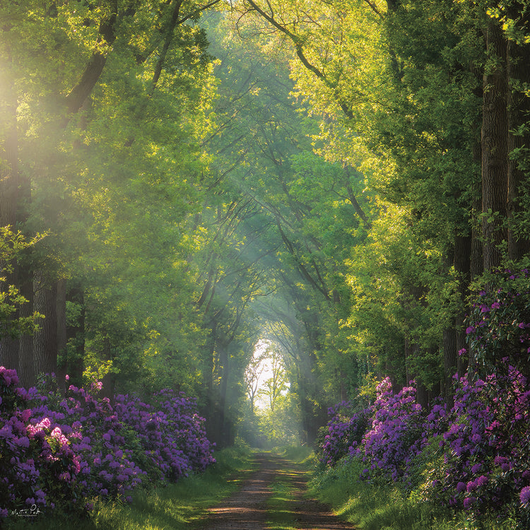 Morning in the Forest