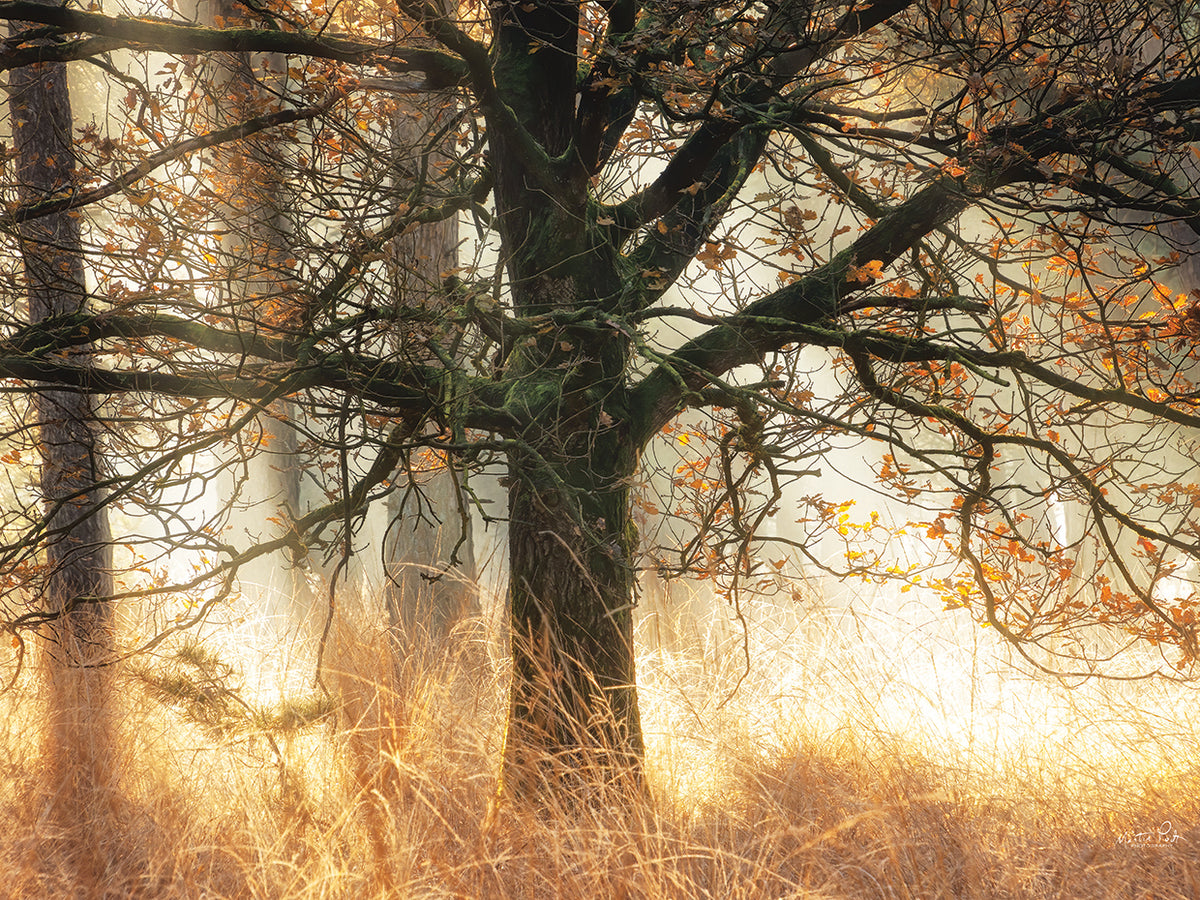 Backlight