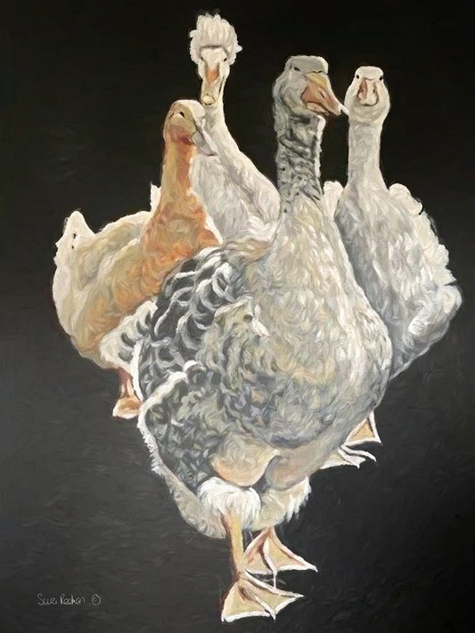 Duck Quartet Canvas Print