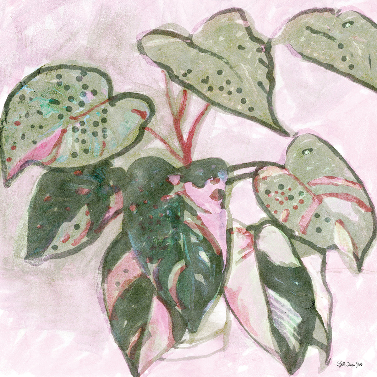 Pokadot Plant