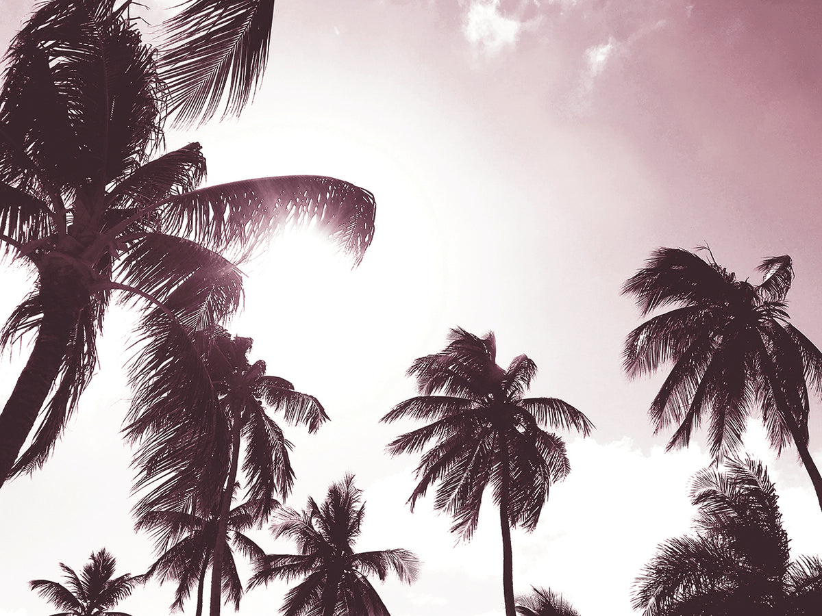Palm Sunshine