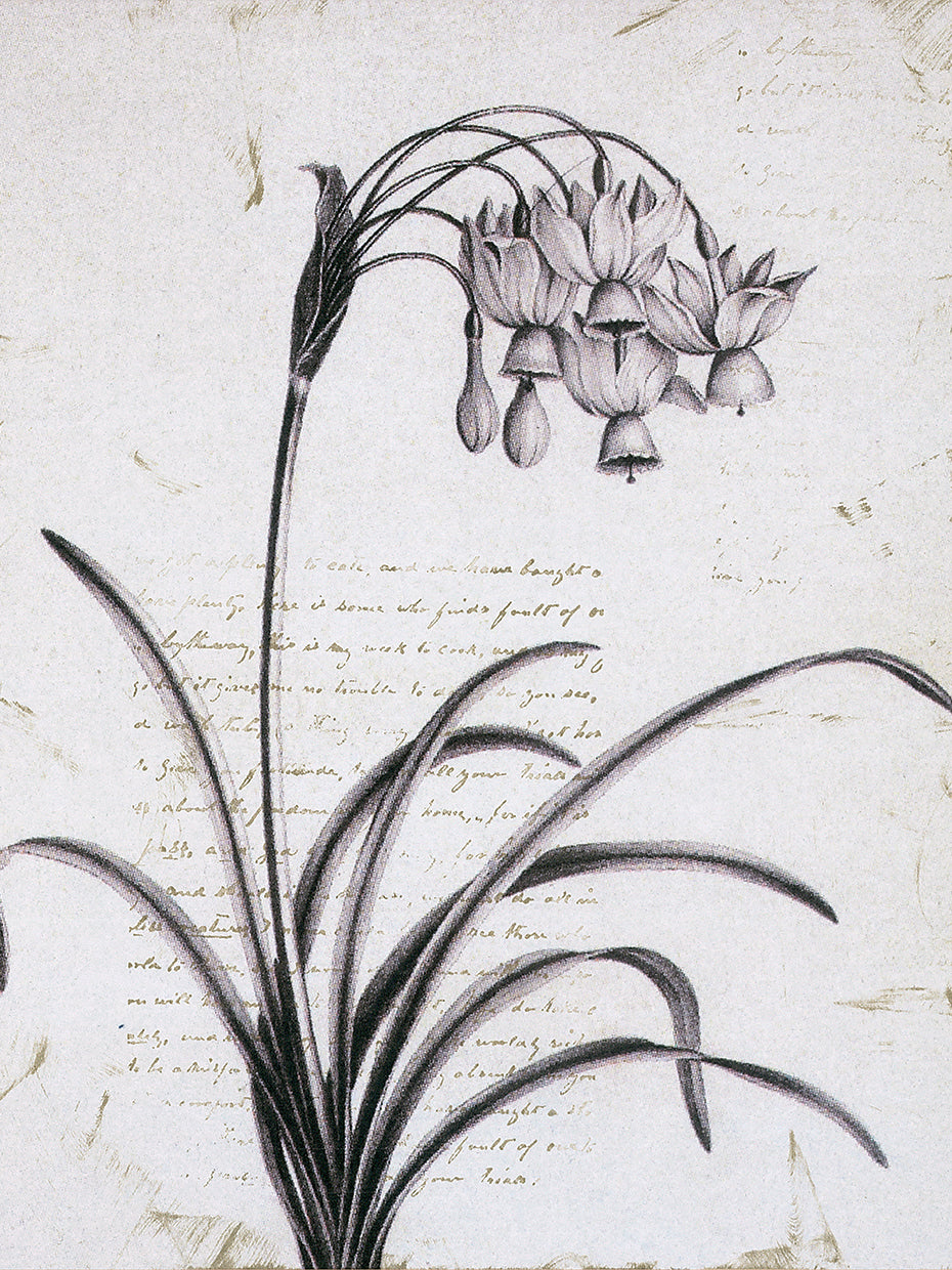 Argyle et Fleurs Detail I