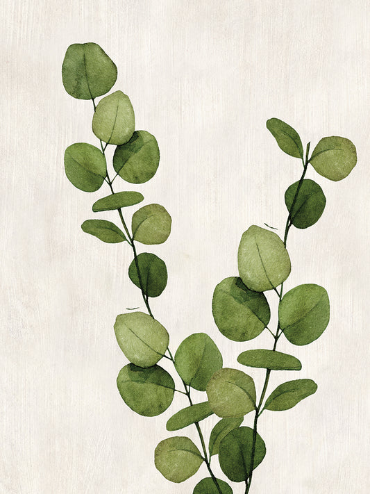 Botanical Wash III Canvas Print