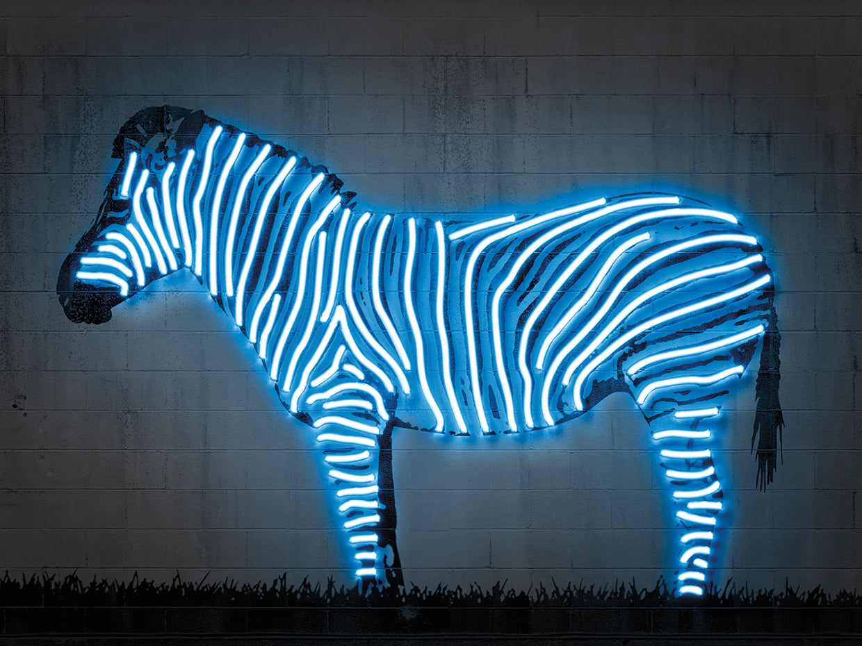 Zebra