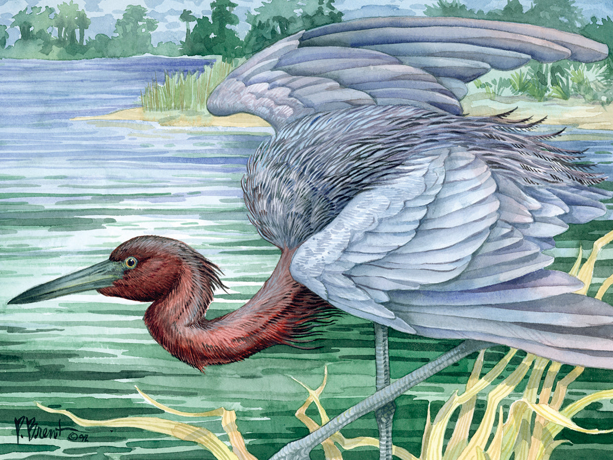 Blue Heron
