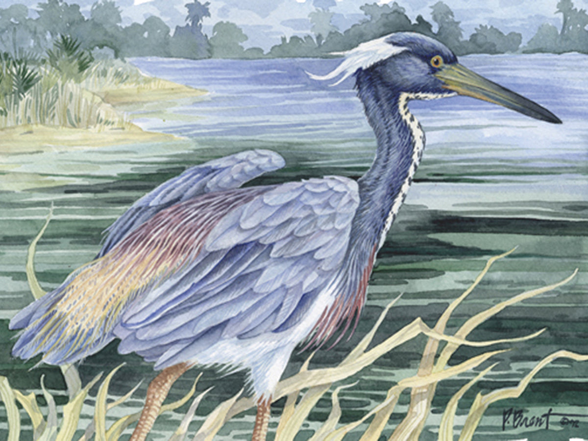 Louisiana Heron