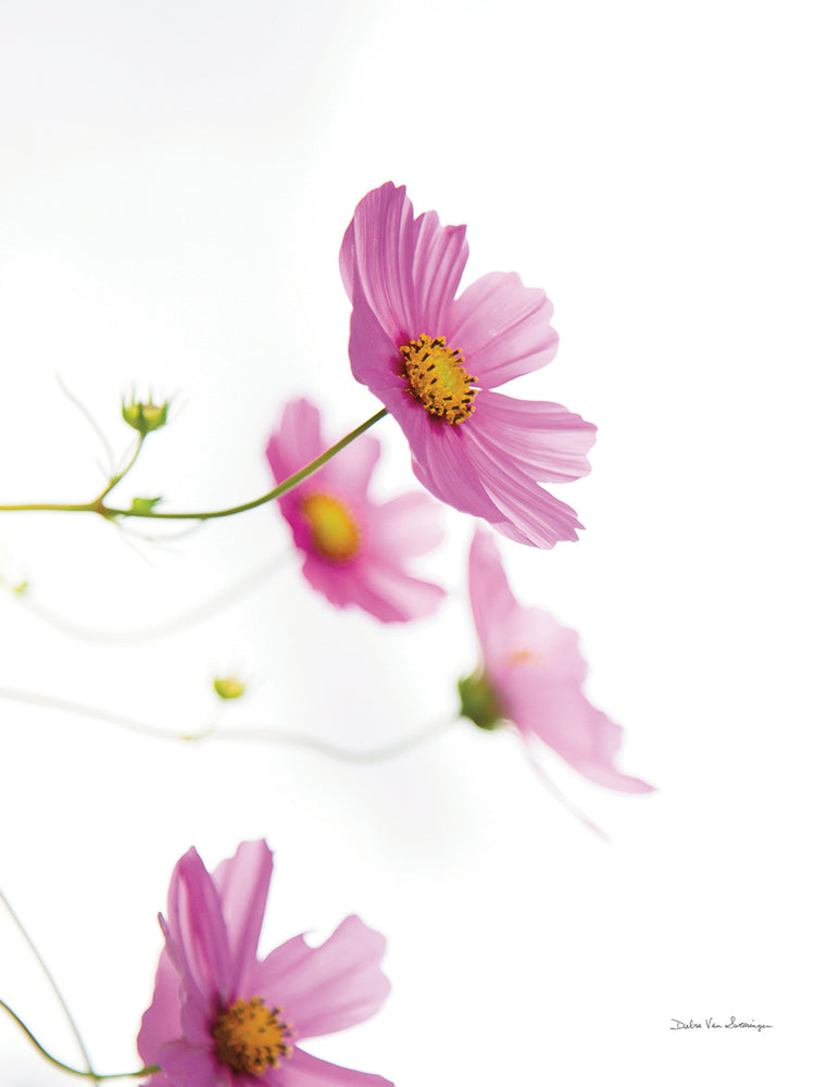 Pale Cosmos I