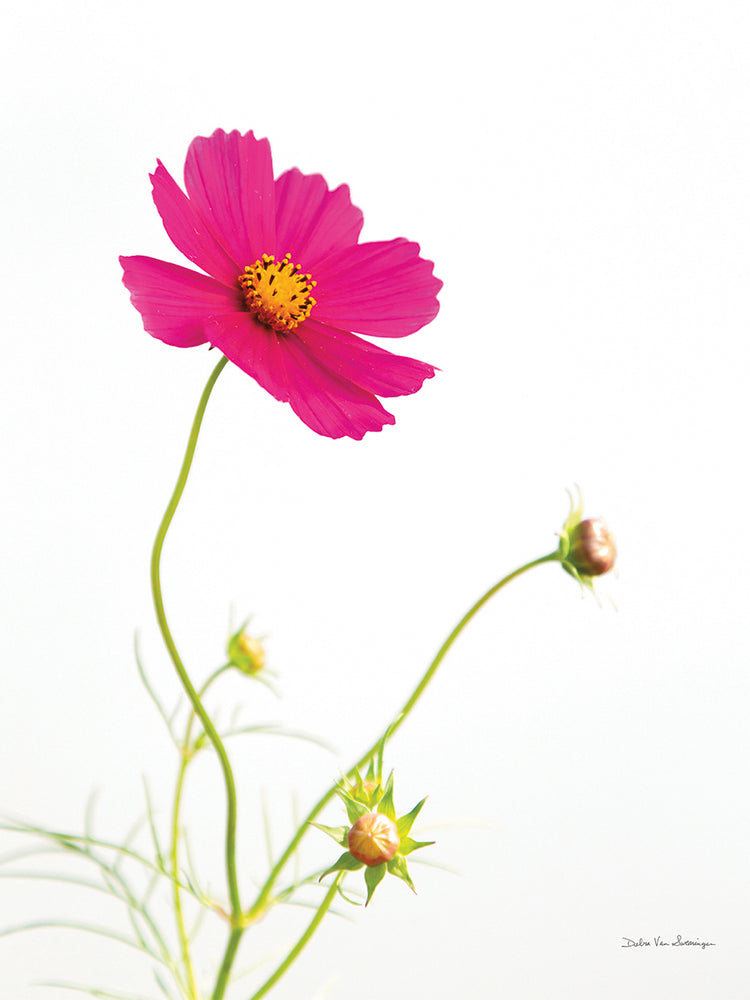 Magenta Cosmos I