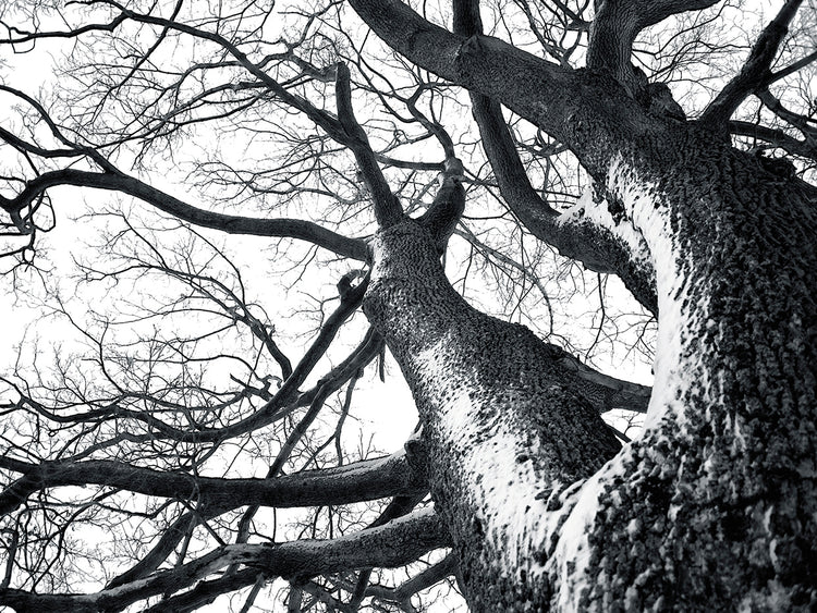 Alcanzando el arte de la lona del árbol de invierno