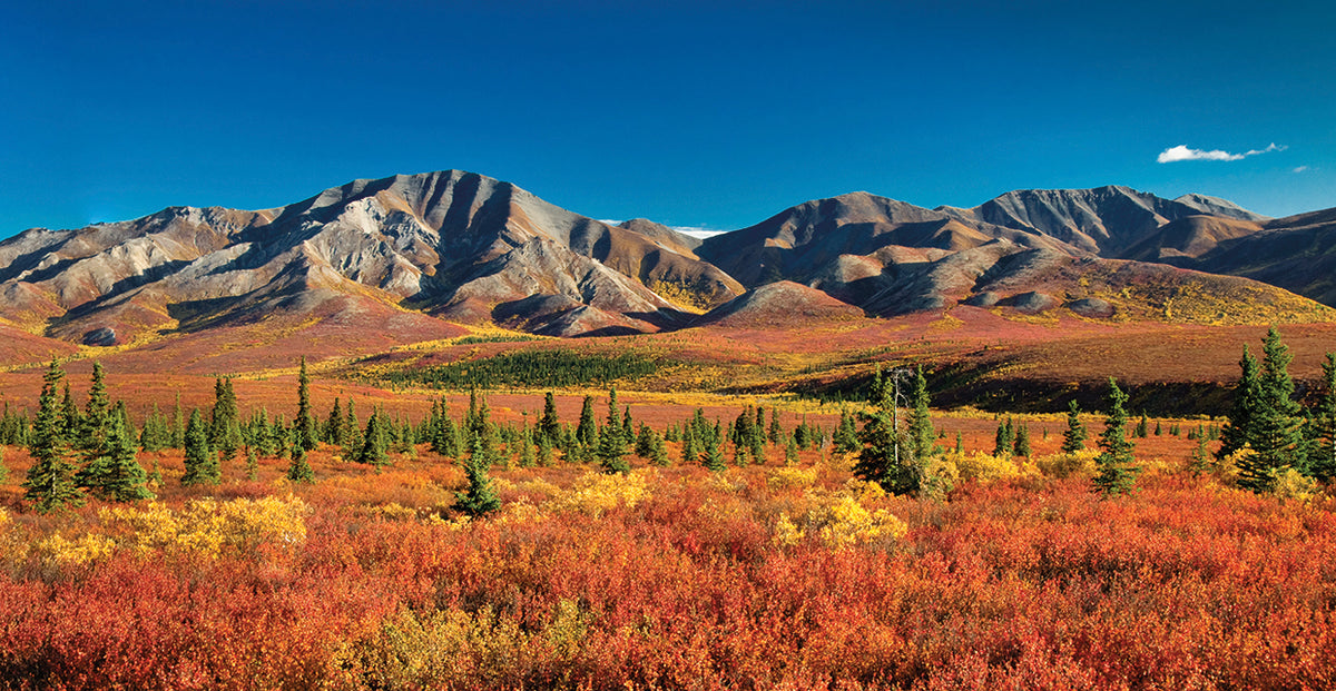 Dazzling Denali Autumn