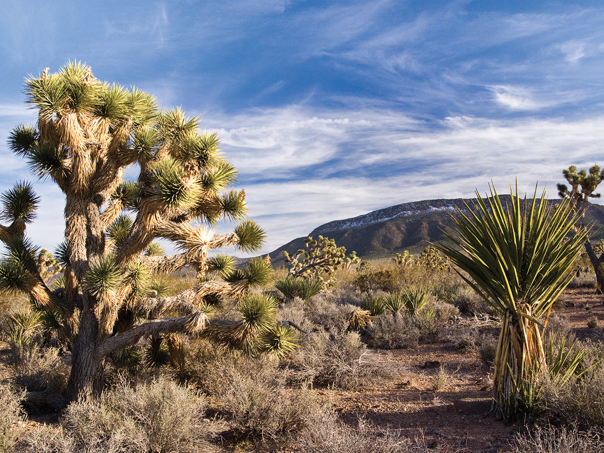Arizona Cactus Cadence