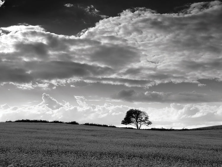 Arte de lienzo de campos de trigo sarraceno en blanco y negro