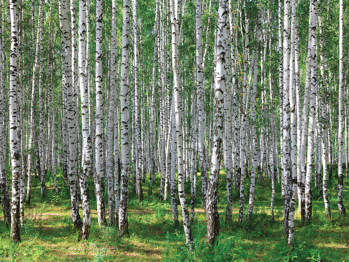 Summer Green Birch Forest