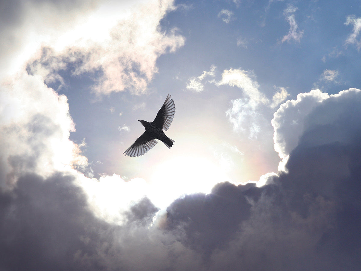 On a Wing and a Prayer