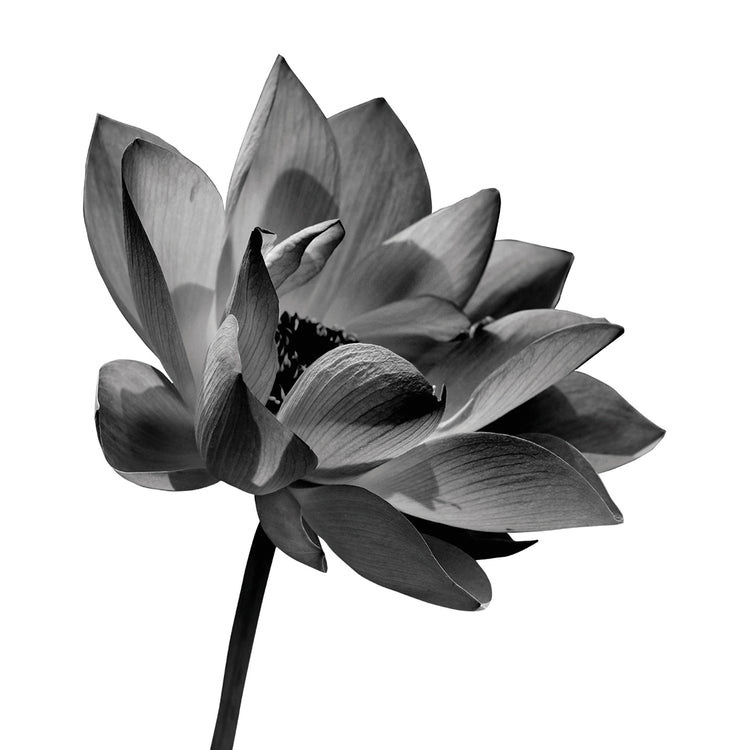 Arte en lienzo de pétalos de loto zen en blanco y negro