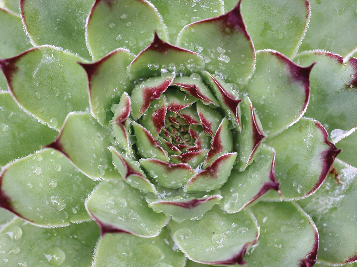 Rain Drops Succulent