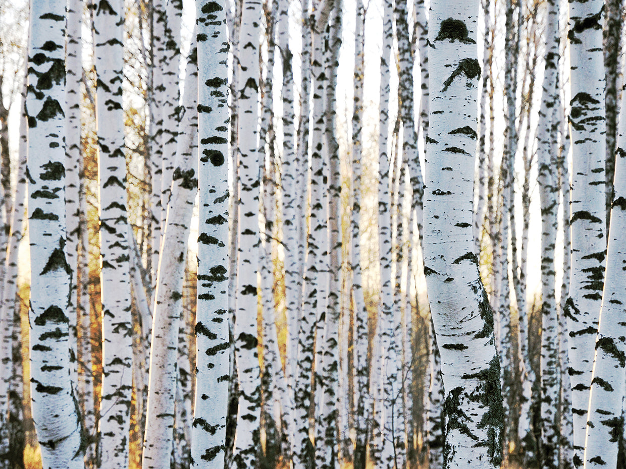 Dancing Birches Forest