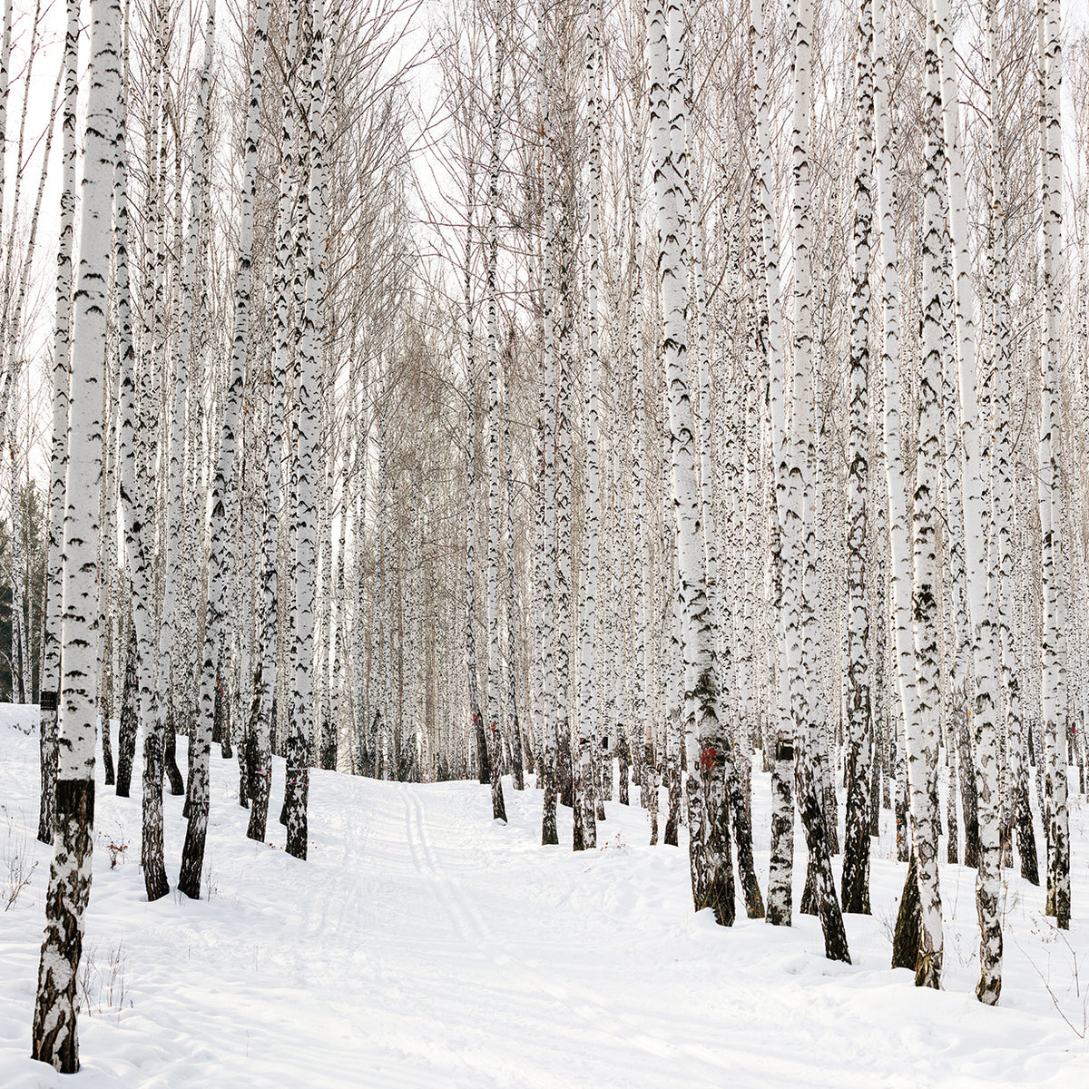 Fresh Powder Birches
