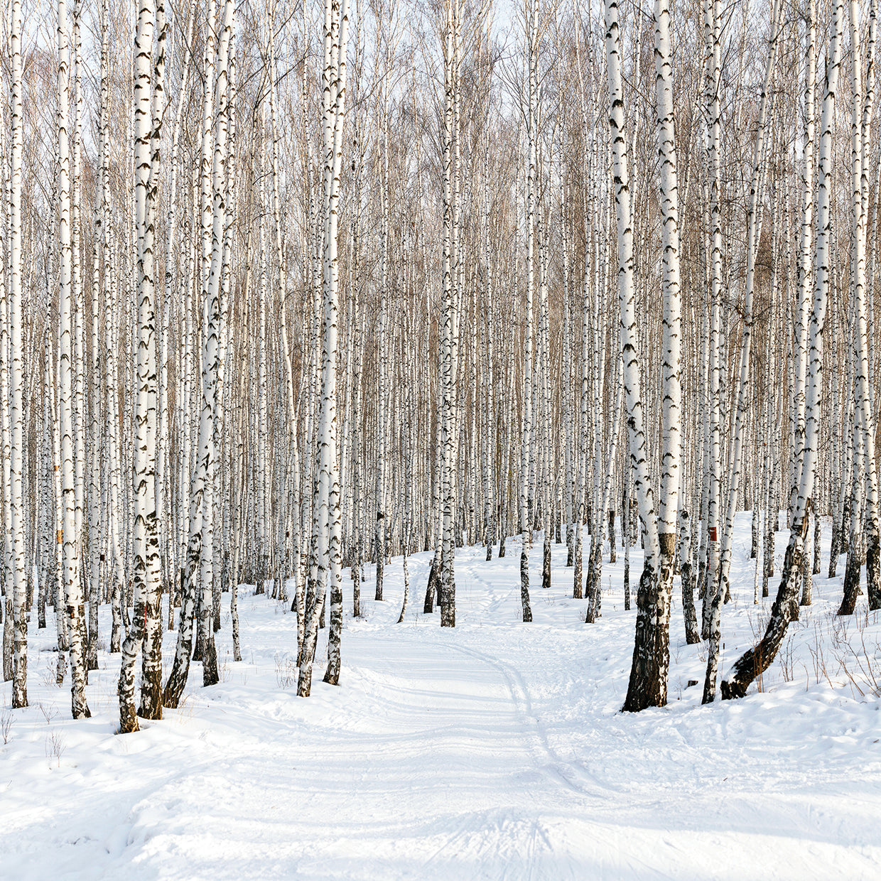 Ski Run Birches