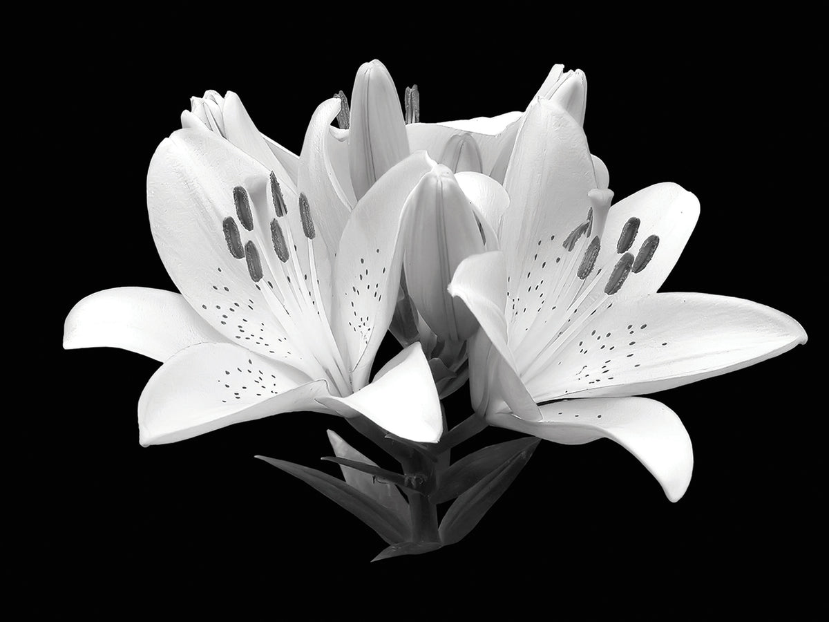 Luxury Lily Duo