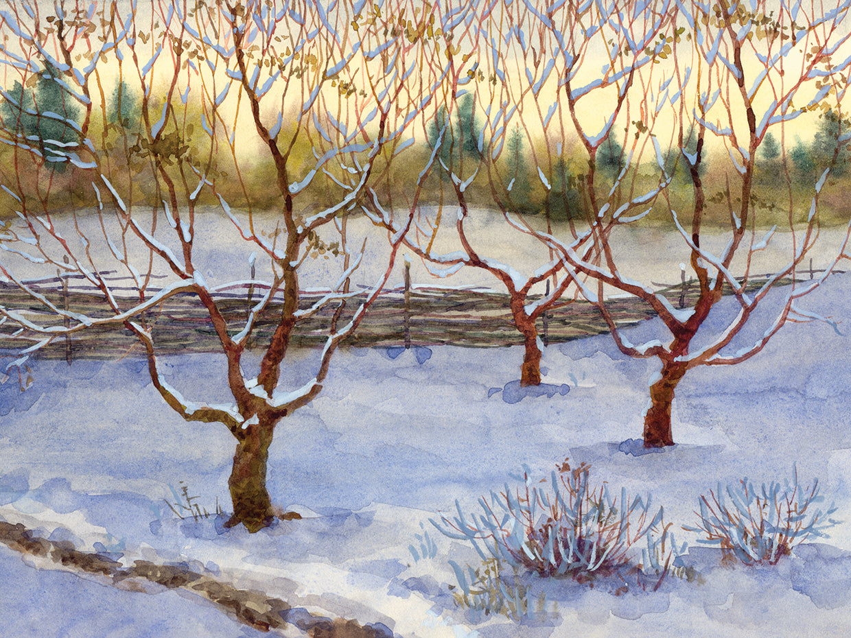 Fresh Snow Orchard