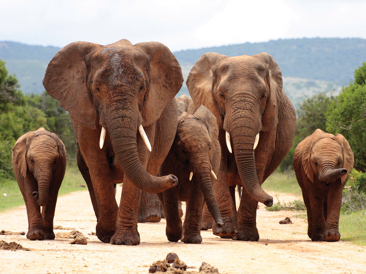 Friendly Elephant Family