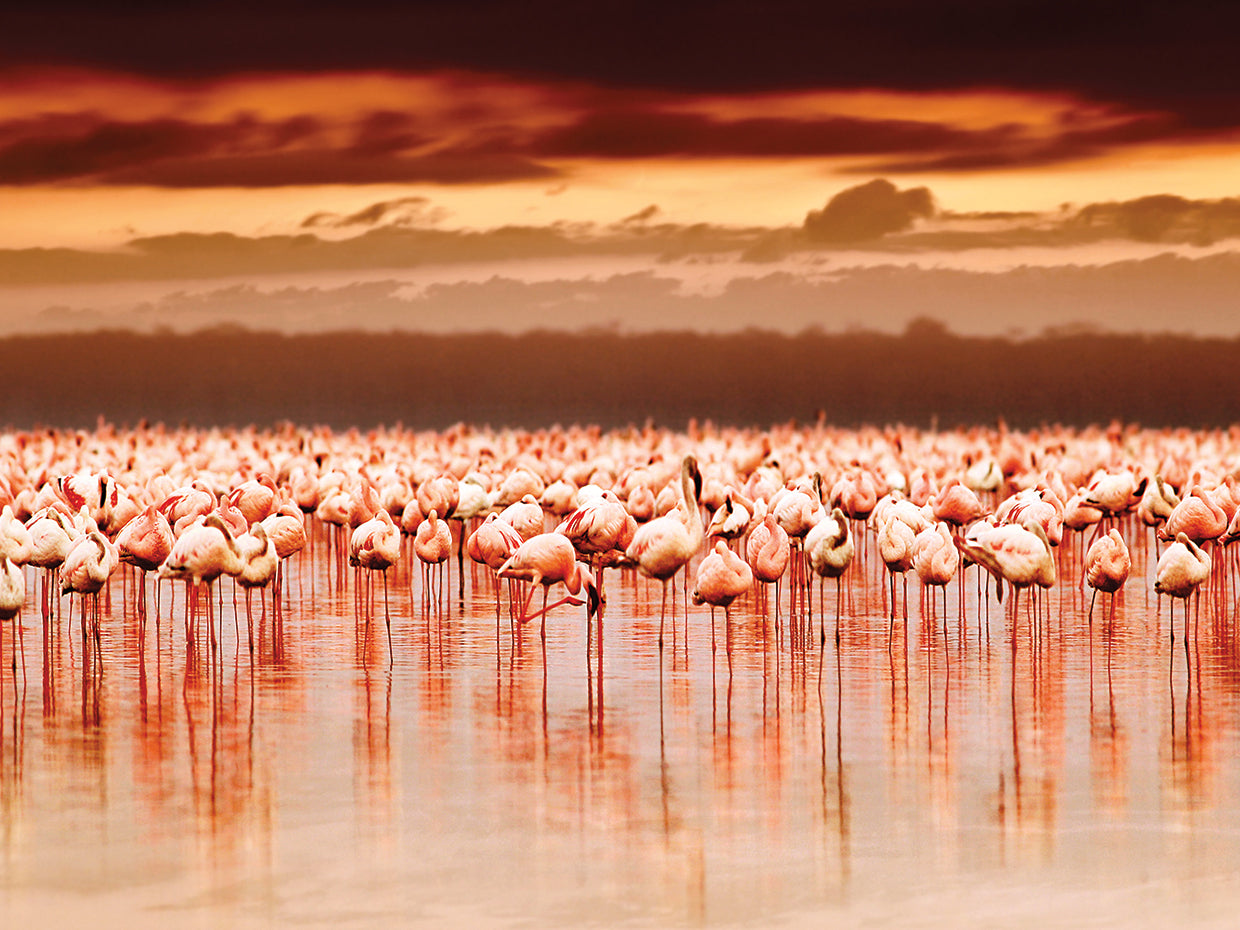 Kenyan Sunset Flamingos
