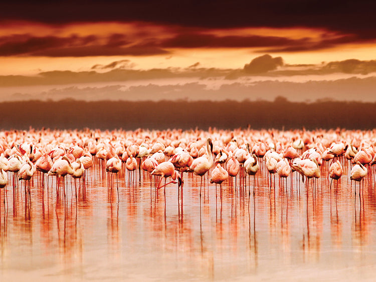 Kenyan Sunset Flamingos