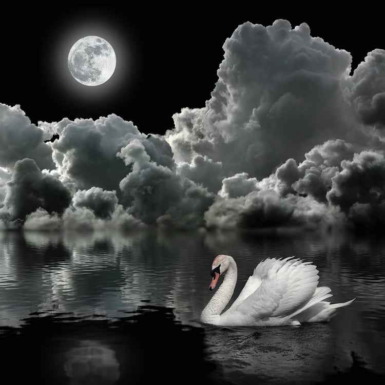 Moon Glide Swan