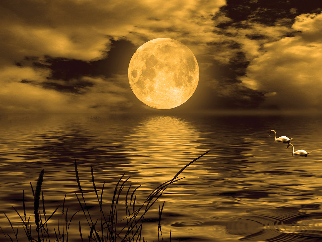 Golden Moon Swans