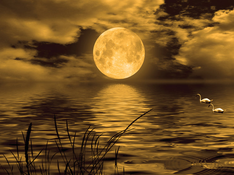Arte de la lona de los cisnes de la luna dorada
