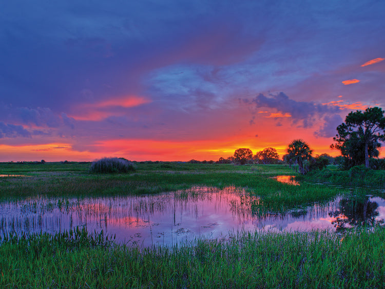 Everglades Glow