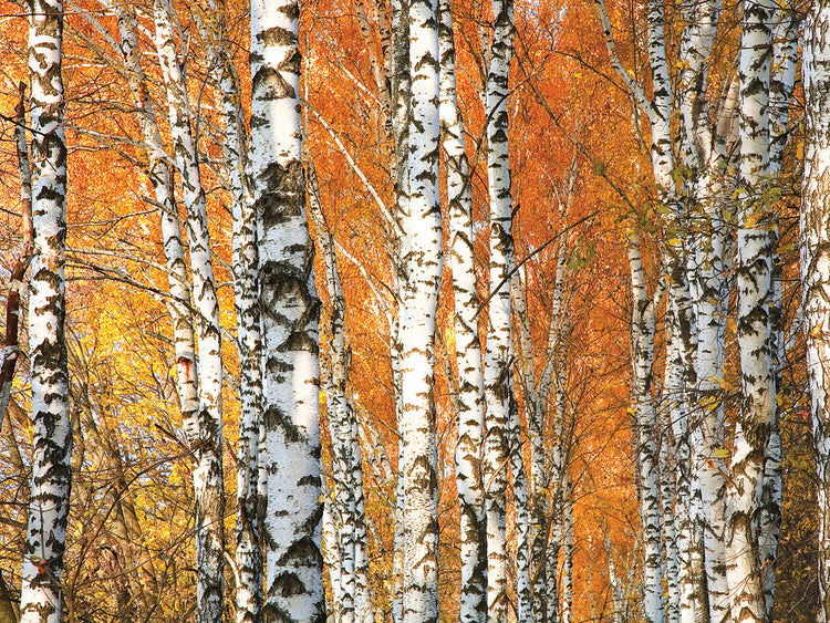 Pure Gold Autumn Birch