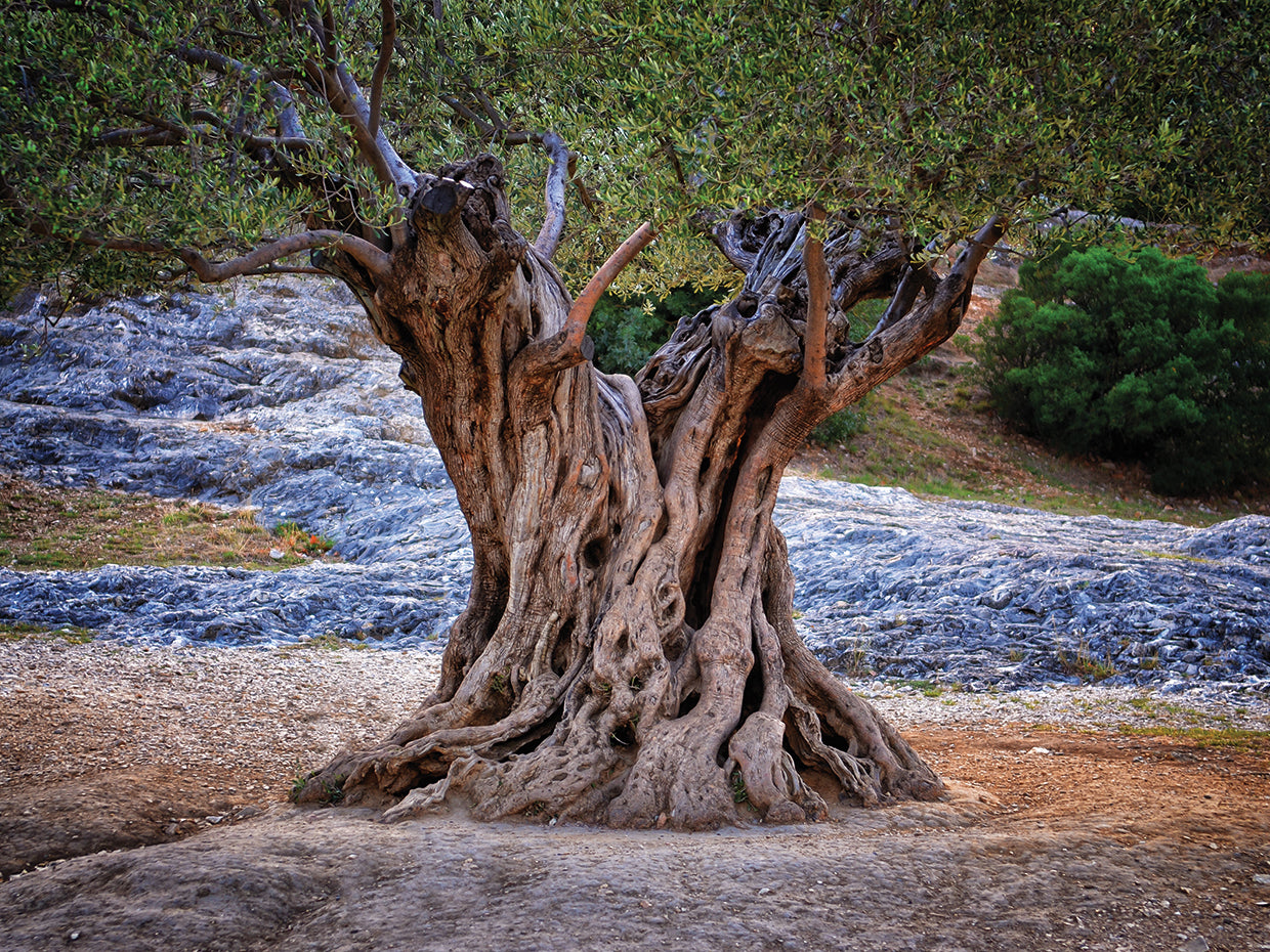Ancient Olive Tree