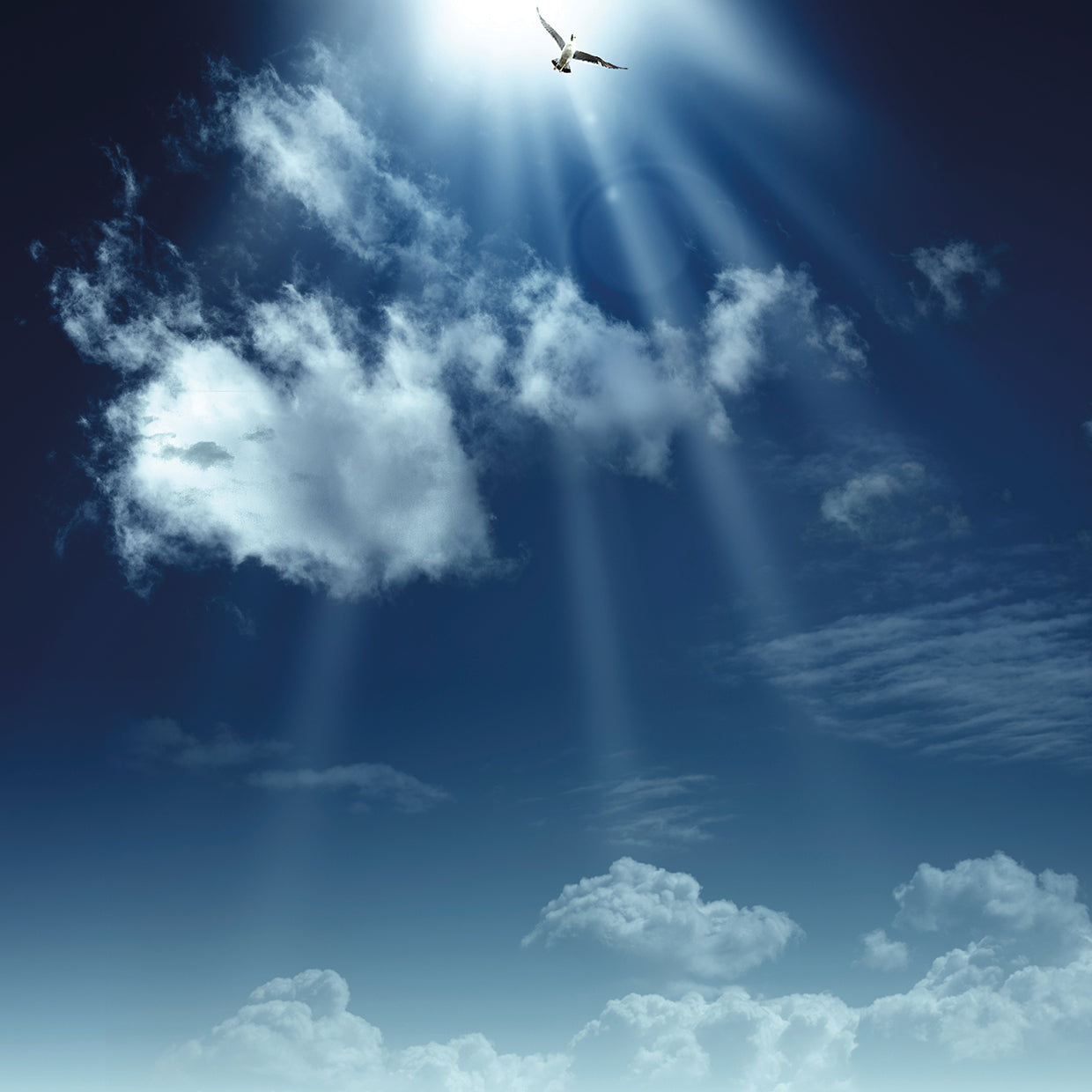 Heavely Blue Dove