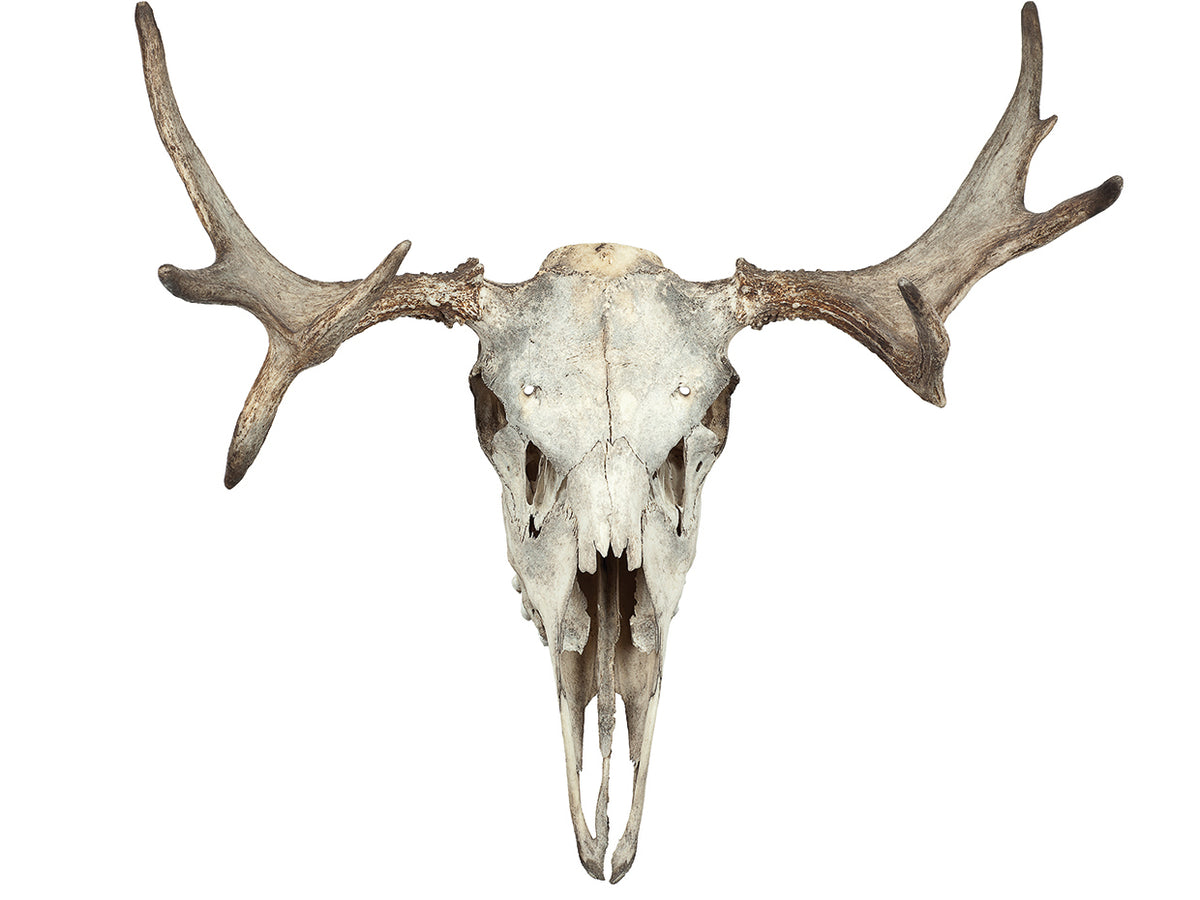 Georgia's Spirit Skull